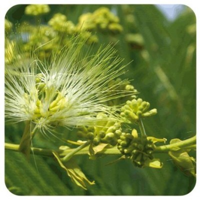 Comprar PRANAROM ACEITE ESENCIAL CLAVO DE ESPECIAS 10 ML al mejor precio en NuestraFarma, tu farmacia online