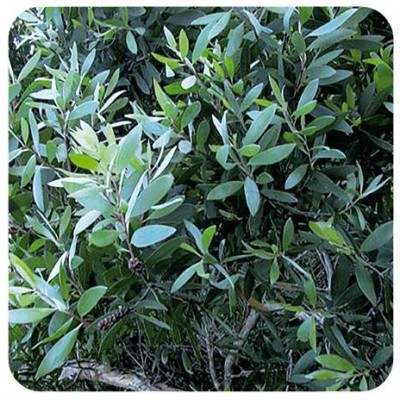 Comprar PRANAROM ACEITE ESENCIAL NIAULI BIO 10 ML al mejor precio en NuestraFarma, tu farmacia online