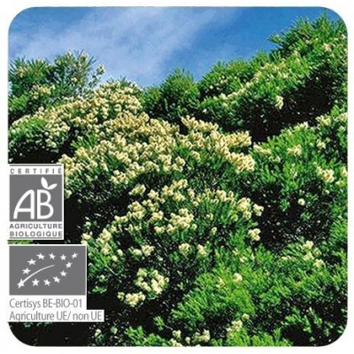 Comprar PRANAROM ACEITE ESENCIAL ARBOL DE TE 10 ML al mejor precio en NuestraFarma, tu farmacia online