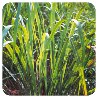 Comprar PRANAROM ACEITE ESENCIAL CITRONELA DE JAVA 10 ML al mejor precio en NuestraFarma, tu farmacia online